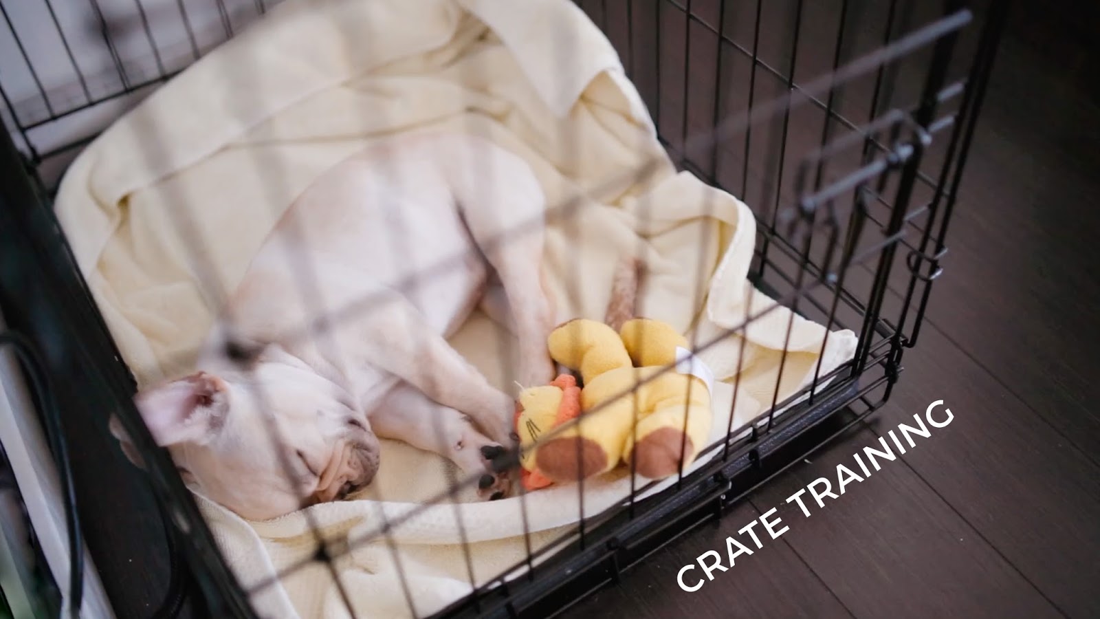 julia caban How to Housebreak a Puppy in 3 DAYS? 3 steps! Crate