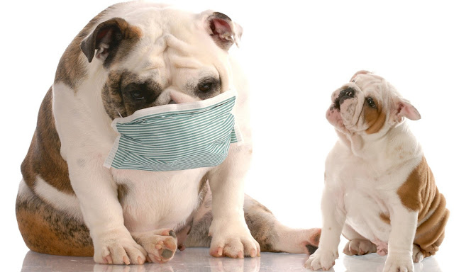 Home Remedies For Dog Allergies Home Remedies For Dog Allergies