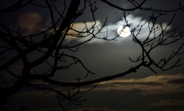 Moon Behind The Tree
