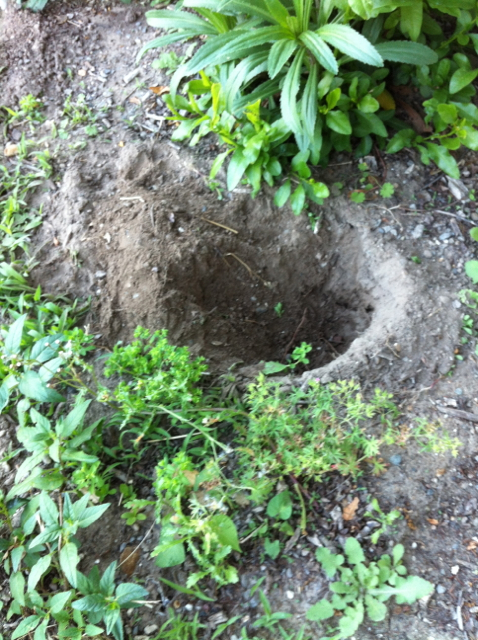 birdy bounce out of hole birdy bounce out of hole