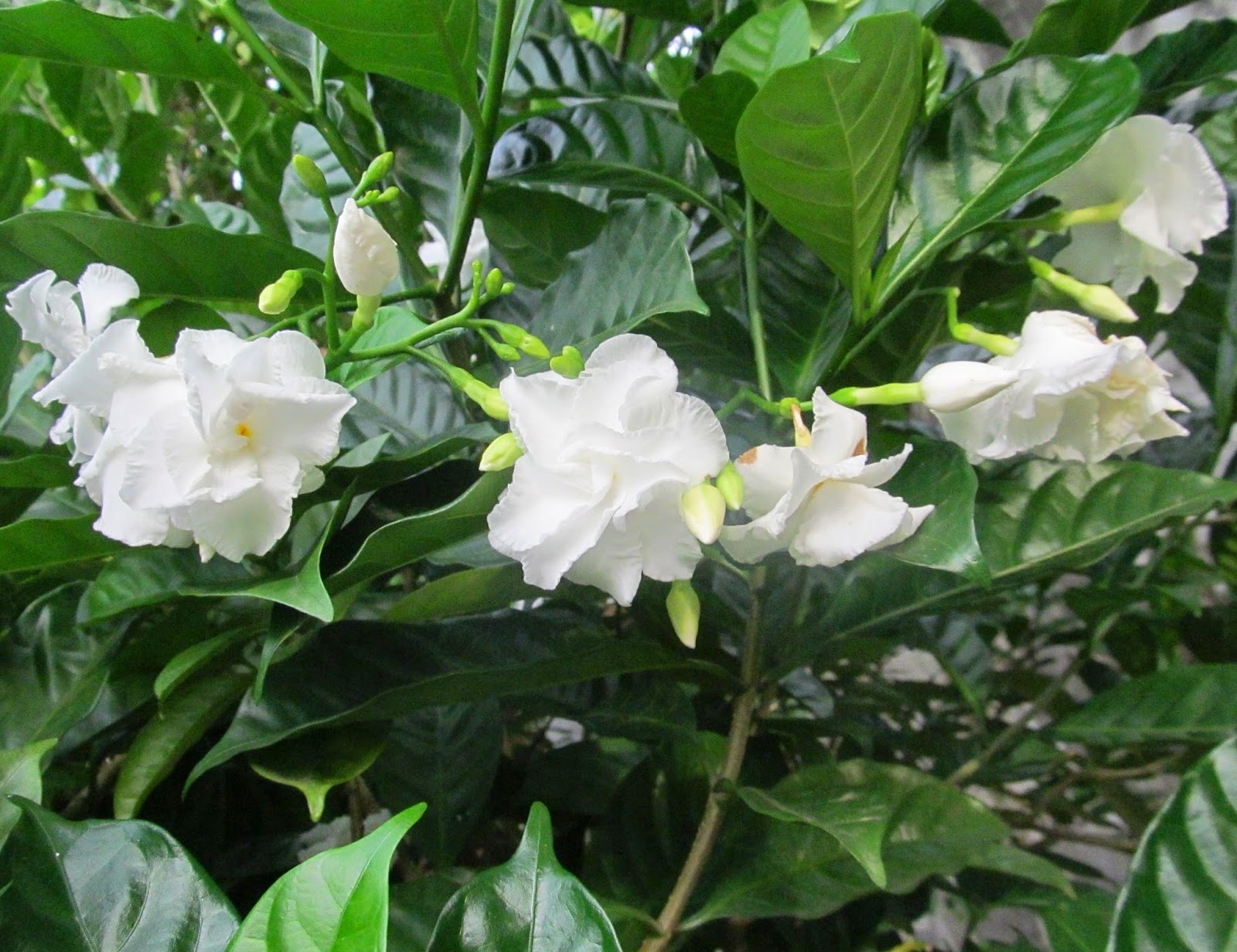 NATURAL & UNIQUE PHOTOGRAPHY TAGAR FLOWER , RANGAN FLOWER , AZUCENA