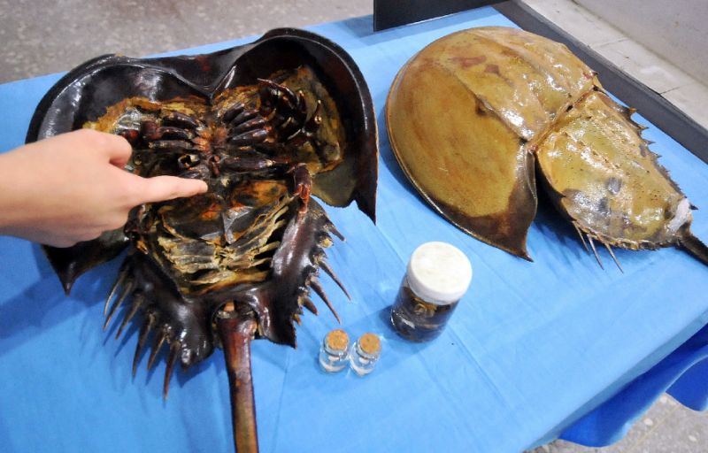Hundreds of horseshoe crabs mysteriously die in Japan The Archaeology
