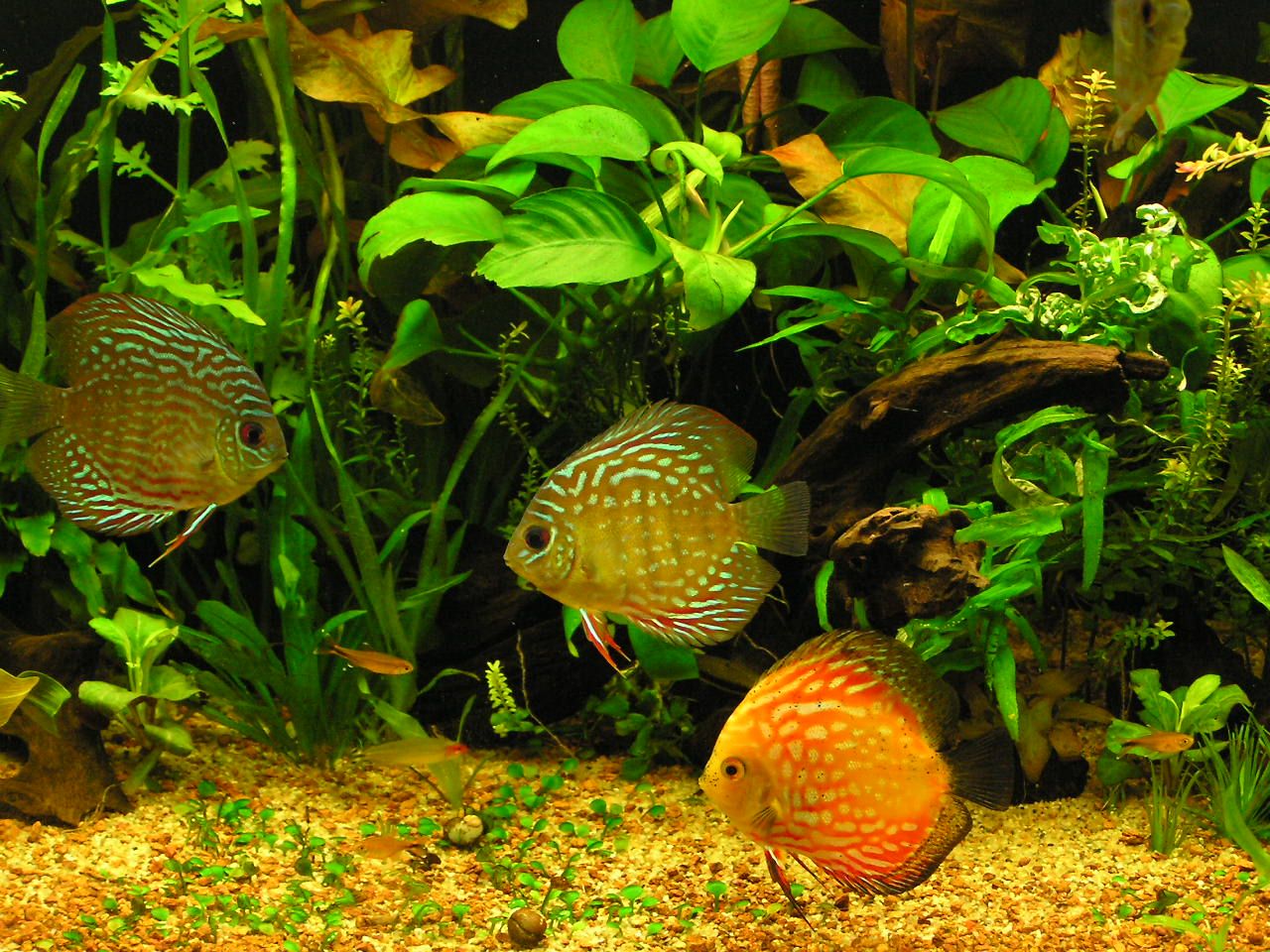 Discus 24 Aquarium Photography Tips for Taking Better Fish Photos