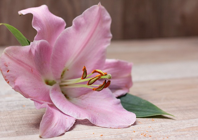 hoa ly hồng đẹp nhất thế giới