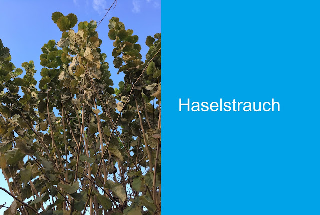 Böschung Mitte November - Laub unten Haselstrauch