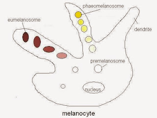 melanocyte with melanosomes