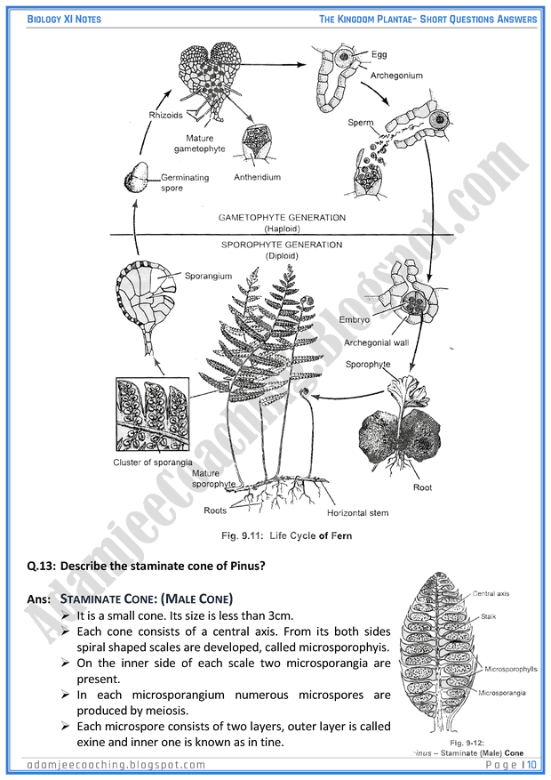 kingdom-plantae-short-question-answers-biology-11th