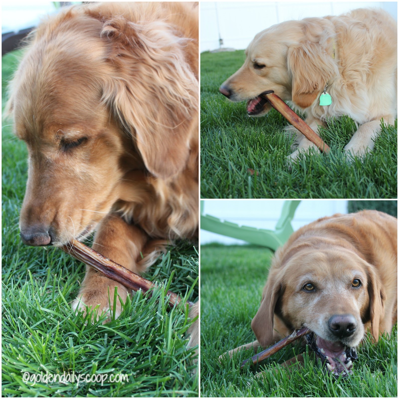 Get Your Chew on With Best Bully Sticks