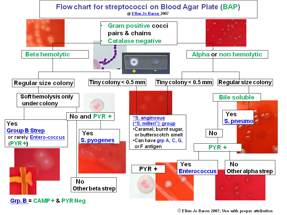 Qualita's Infectious Disease Blog Culturing for Strep and Rapid Tests(Lab)