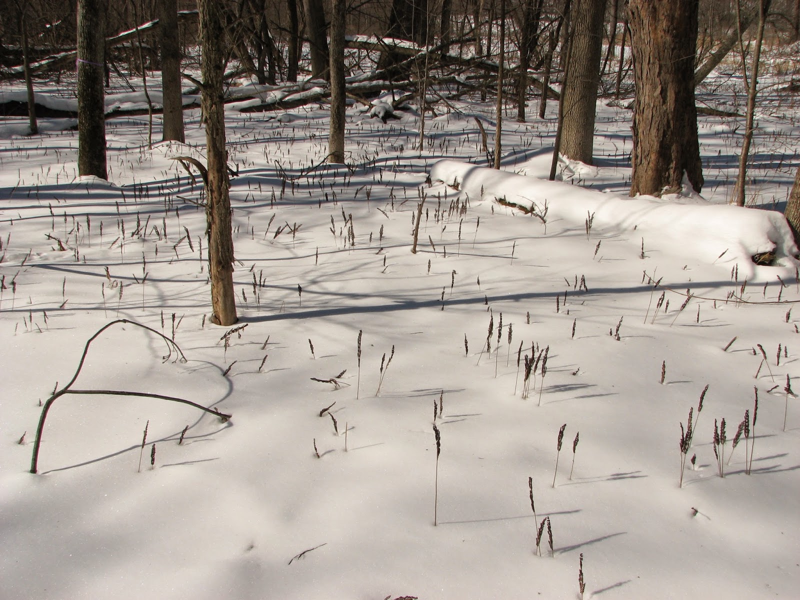 Woodside Natural Area, nature trailsWVPD. (Photos). In search of the