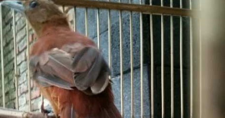 Ternak Cucak Rowo Daftar Harga Burung Cucak Rowo Papua Terbaru 2017