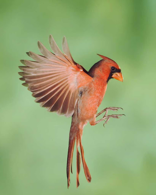 cardinal birds
