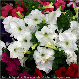 Petunia hybrida 'Picobella White' - Petunia ogrodowa 'Picobella White'