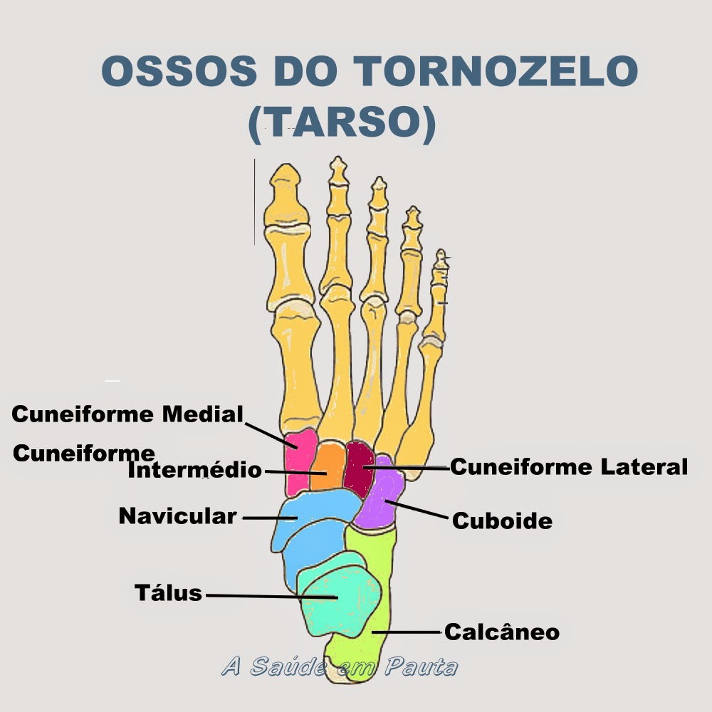 Ossos do Corpo Humano. Nomes, função e localização. A Saúde em Pauta