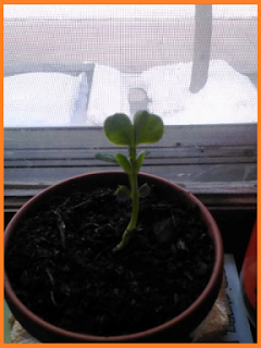 Single pea sprout, stretching toward a window.  Nothing but snow on the ground outside.