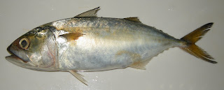 Indian Fish Bangda