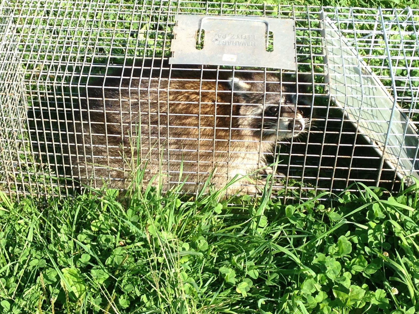 Fitzgerald's Family Farm Chicken Killer