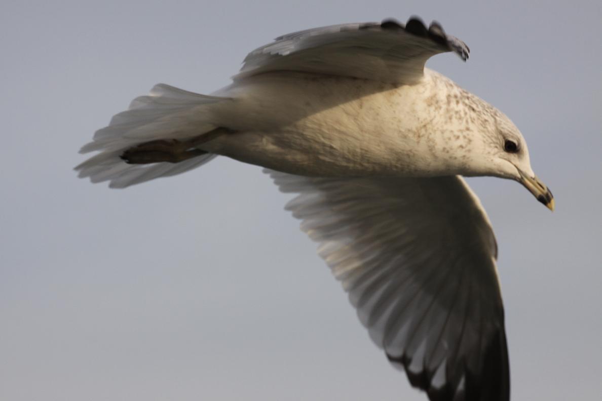 Michigan Exposures Some Seagulls