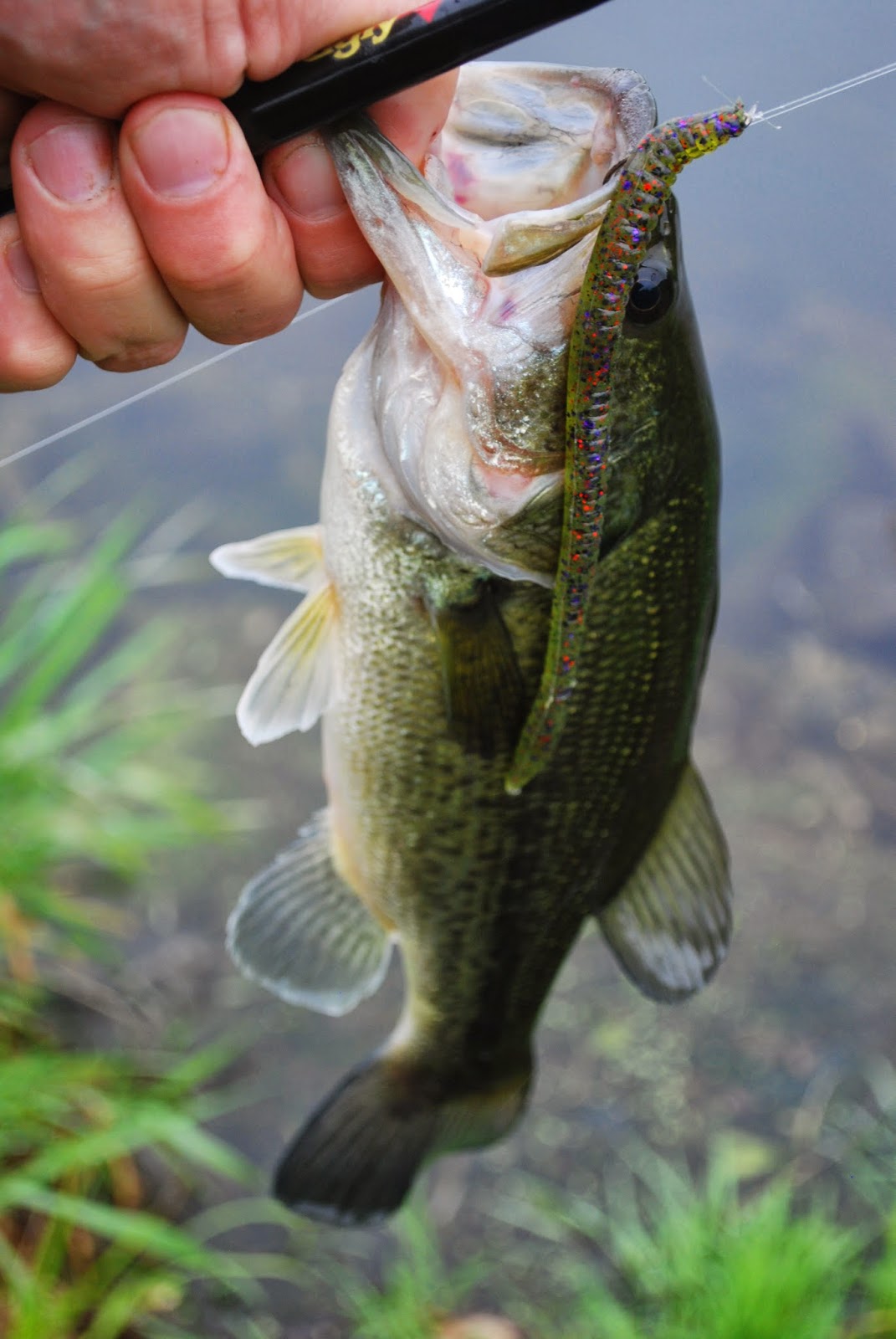 Litton's Fishing Lines Swartswood State Park for Bass, Walleyes, and