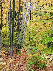 Muskoka fall colours birches maples by garden muses--a Toronto gardening blog