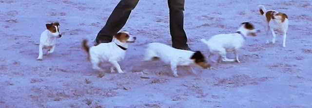 Cuatro Jack Russell Terrier y una Herba :-)