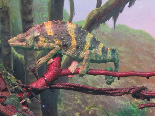 Meller's Chameleon Meller's Chameleon