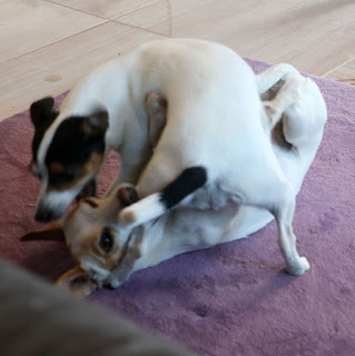 The girls love fighting The girls love fighting