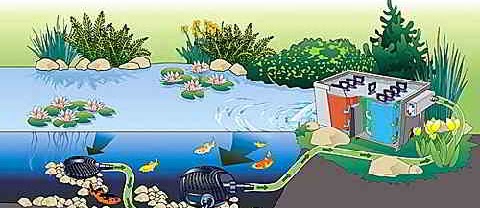 Perlengkapan Kolam Ikan Koi untuk Pemeliharaan yang Sehat