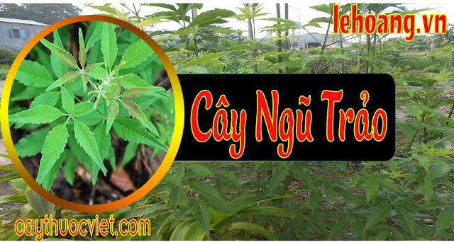 Cây Ngũ trảo l Cây Ngũ trảo mua ở đâu Cây Ngũ trảo l Cây Ngũ trảo mua ở đâu