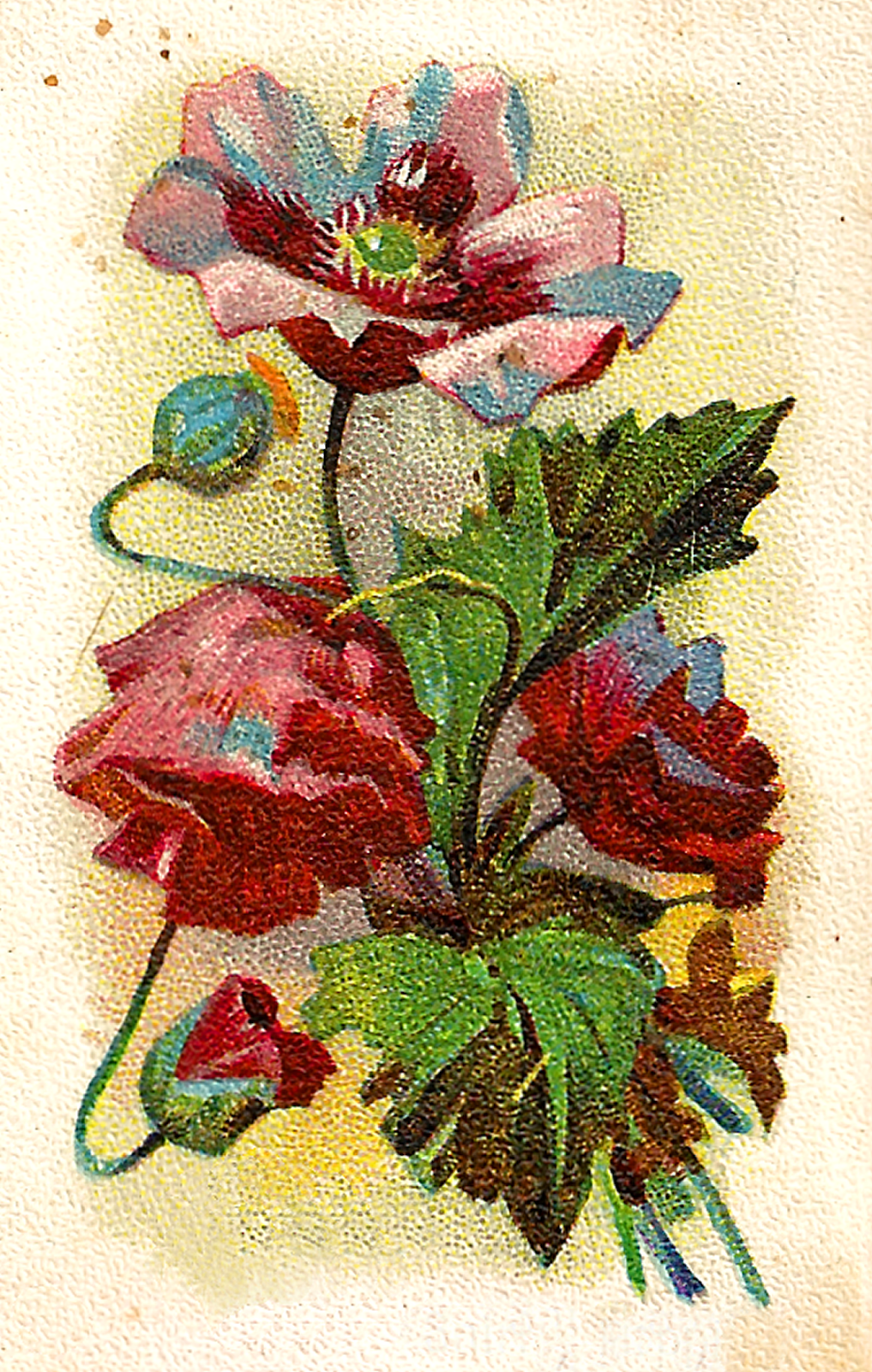 Antique Images Free Antique Old Trade Card Flower Artwork Digital