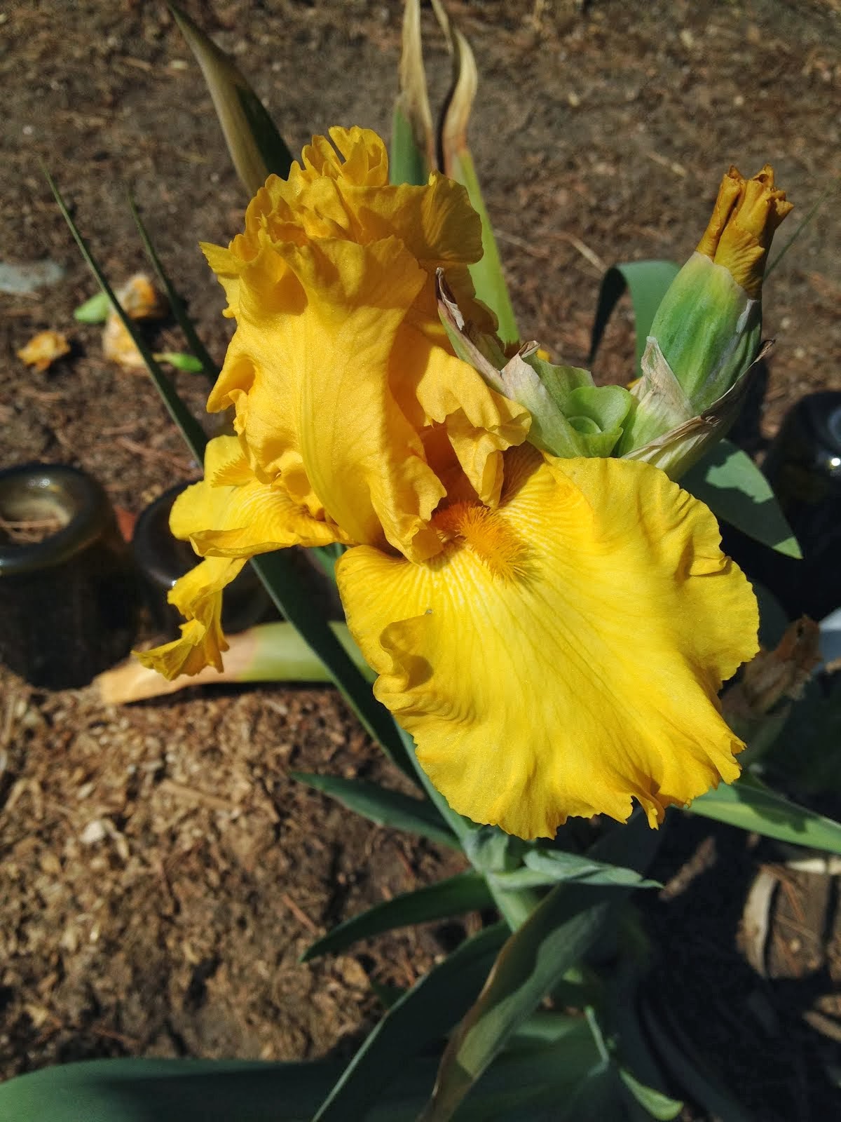 Aprille's SoCal Gardening Autumn Iris