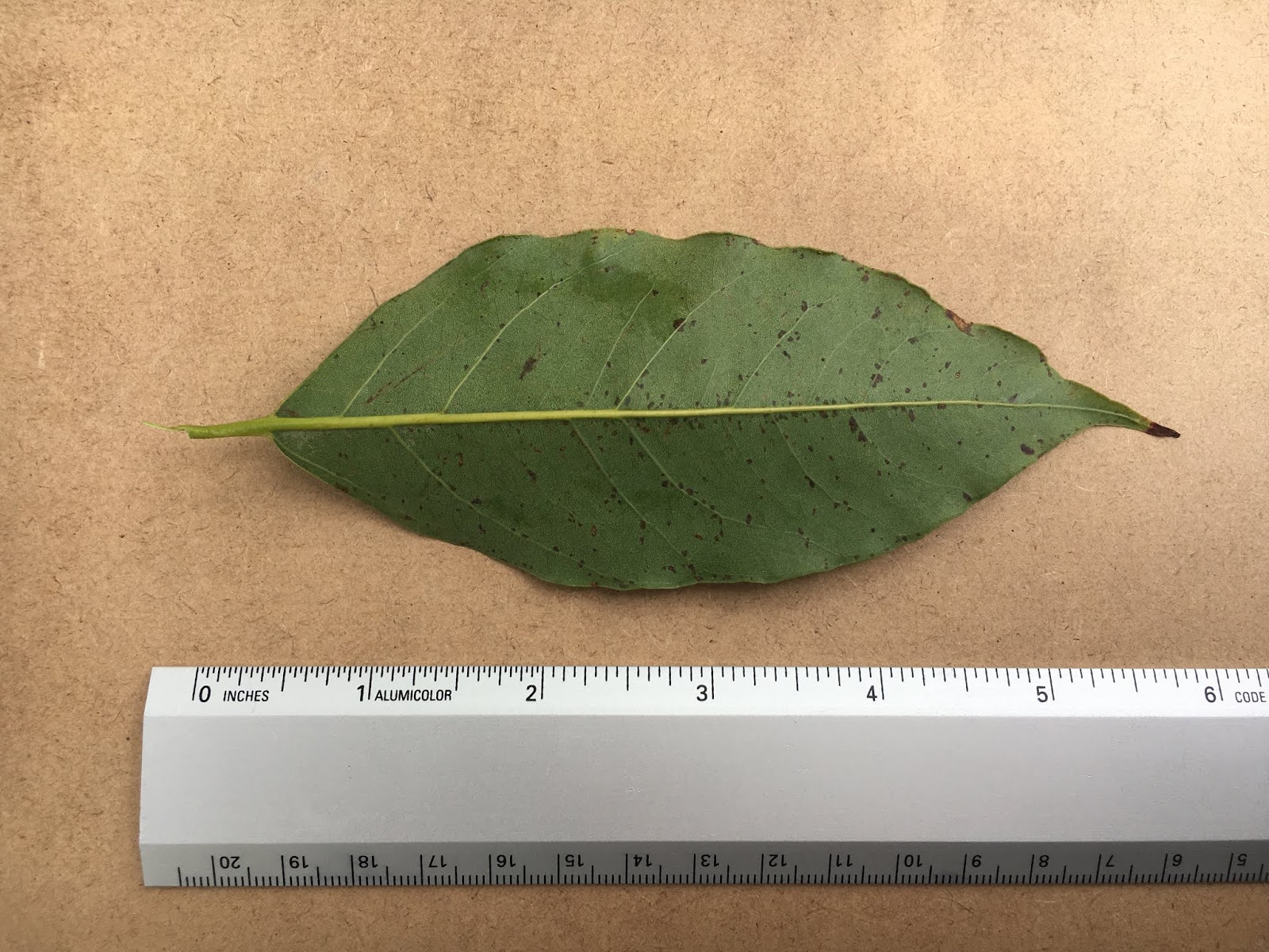 Eucalyptus deglupta (Mindanao Gum)