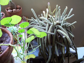 Gardening in Africa: Building up a collection of Succulents and cacti