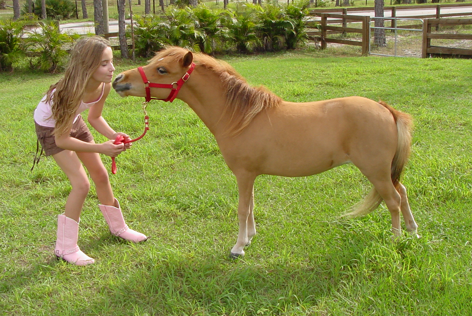 Girl With Miniature Horse Picture.