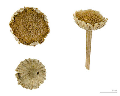 Three images of a dry pyrethrum seed head