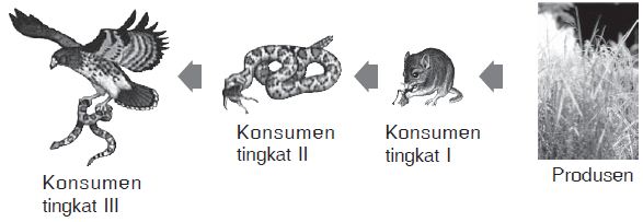 Pengertian serta Contoh Rantai Makanan dan Jaring-jaring Makanan beserta Gambarnya Pengertian serta Contoh Rantai Makanan dan Jaring-jaring Makanan beserta Gambarnya
