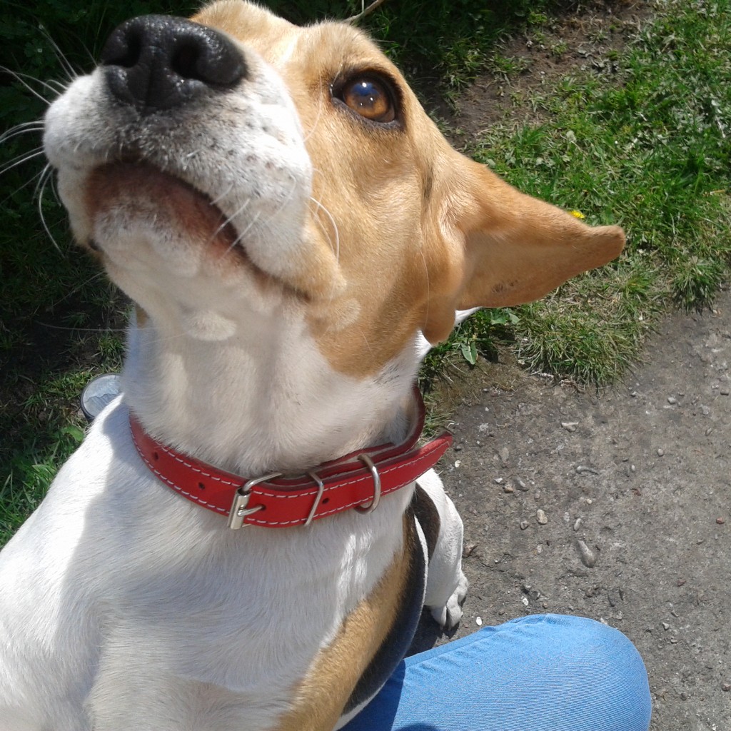 beagle, pieskie życie, z życia beagla, opieka nad beaglem, adopcja beagla, doglove, lifestyle, akcesoria dla zwierząt