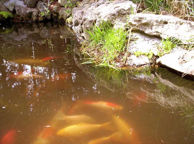 K_tigress's The Scratching post Frogs in the koi pond