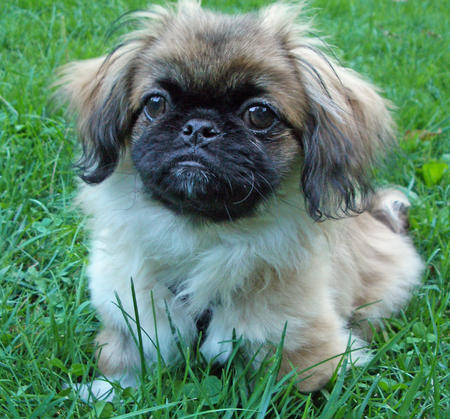 Buy Pekingese Puppies for Sale in Texas USA