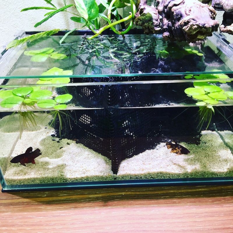The Basics of Betta Fish Tank Setup The Basics of Betta Fish Tank Setup