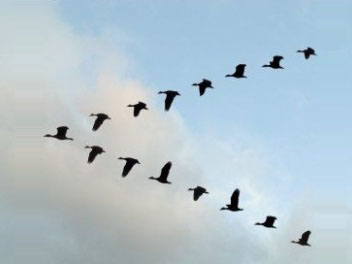 Ambivalent Relics: The flying Geese principle
