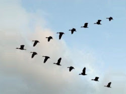 geese flying formation north goose flock fly principle lessons spring each pelicans ambivalent relics wind
