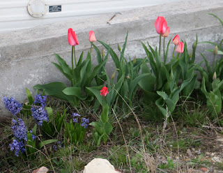 A's lovely flowers are coming into bloom A's lovely flowers are coming into bloom