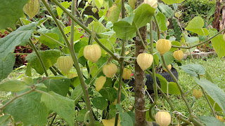 PANCs. Verduras de cor escura curam anemia. beldroega, inhame, taioba