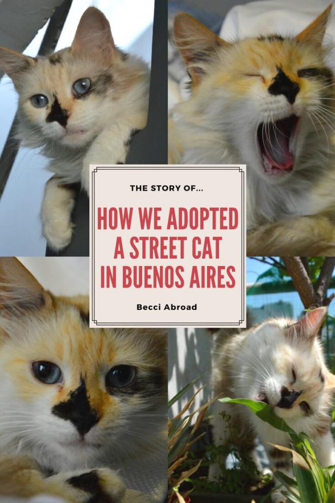 Adopt A Cat Ns Adopt A Cat Ns