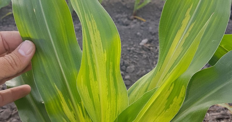 20+ Penting Bulai Pada Jagung