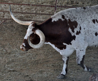 Forth Worth Herd Steer Longhorn steer