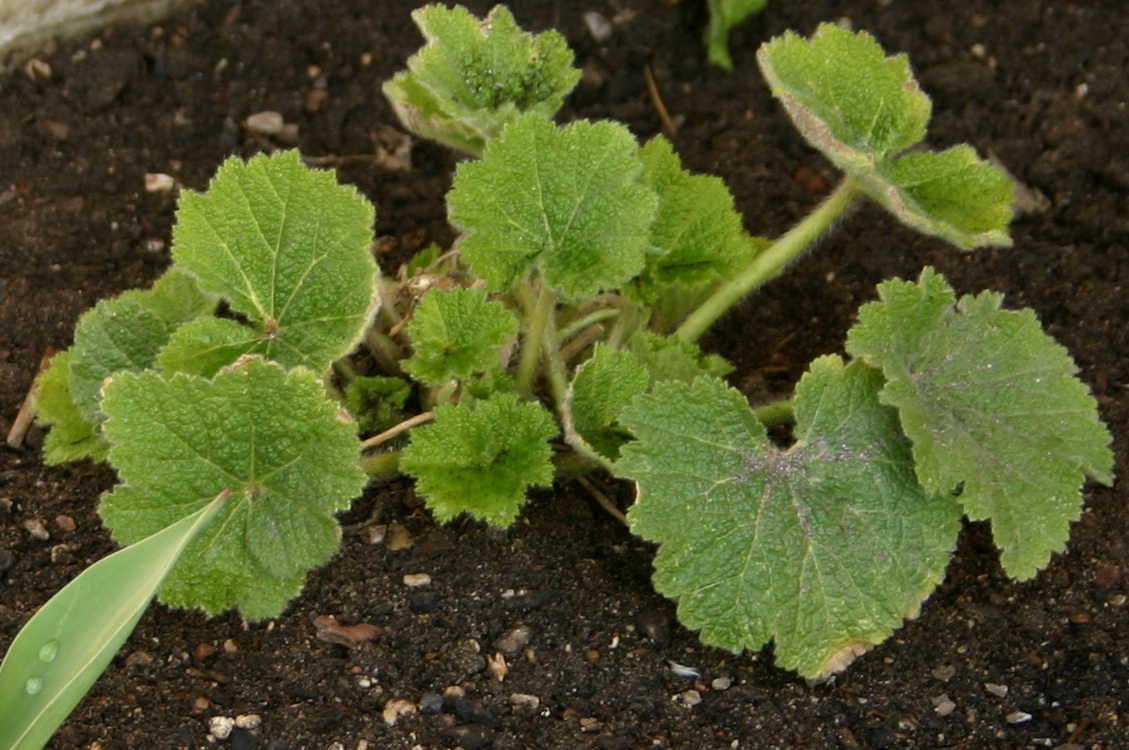 HOLLYHOCK START PLANTS EVERY YEAR TO ENSURE BLOOMS EACH SUMMER Sowing the Seeds