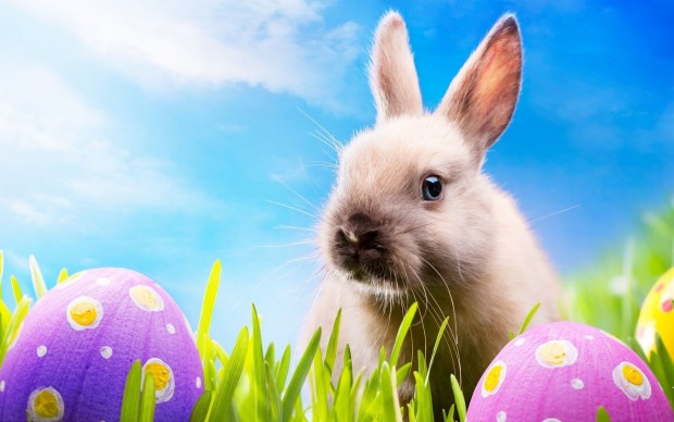 cute easter bunny wallpaper 2021