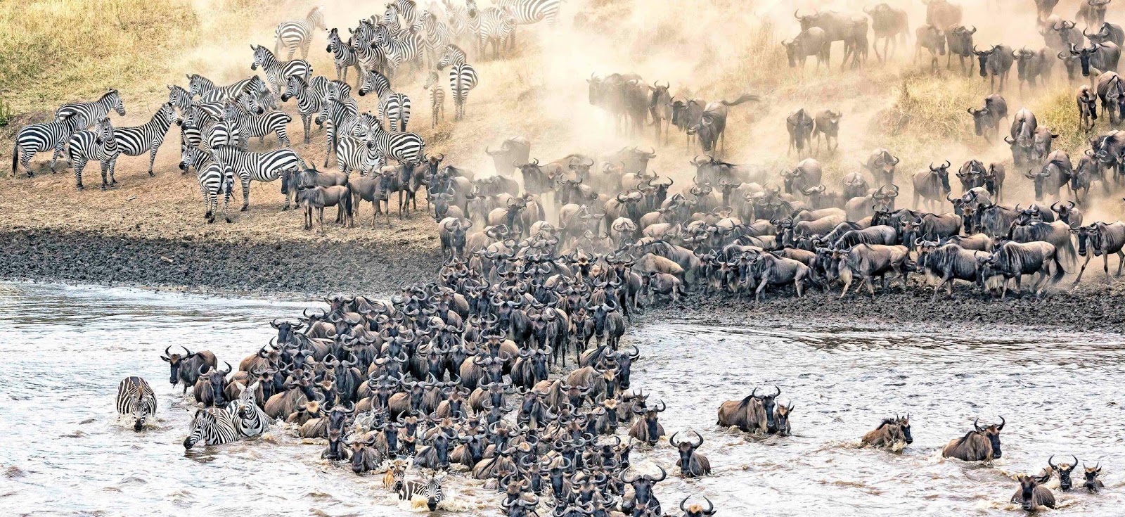 Какие животные мигрируют. Великая миграция Серенгети. Миграция животных в Серенгети. Парк Серенгети в Танзании миграция.
